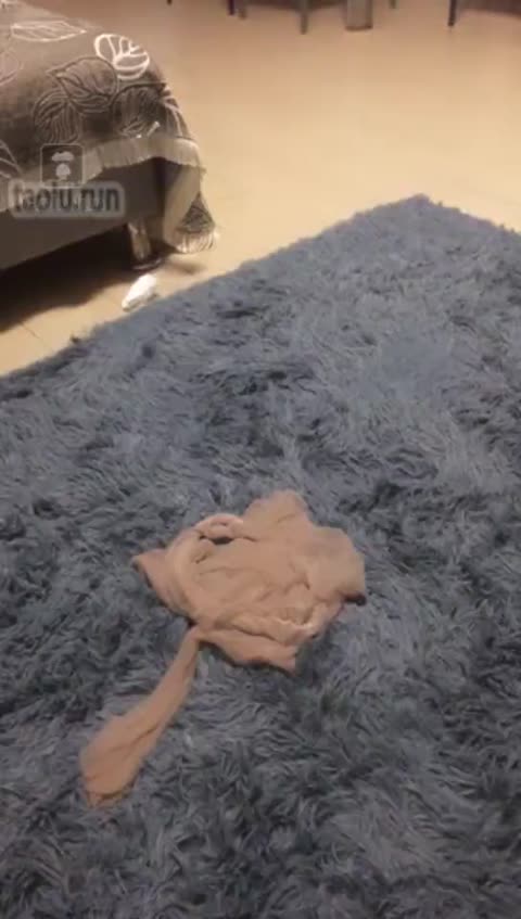 白狐 舔鞋底舔脚口舌-女神之家