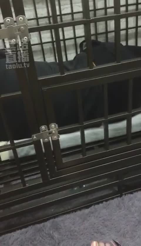 Verin维因 你也有今天 圈养狗狗-女神之家