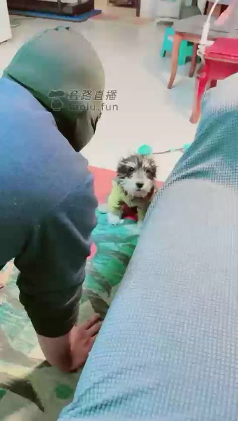 美离子 棉拖棉袜 玉足侍奉 羞辱-女神之家