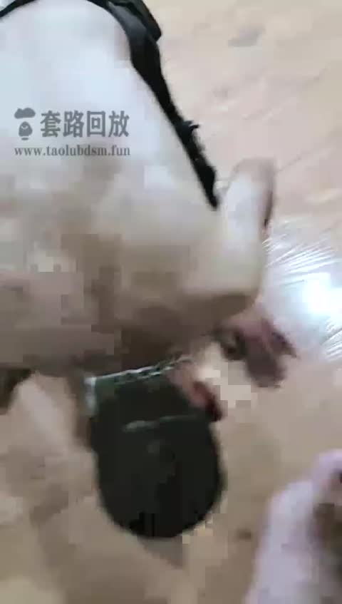 韩韩 打完狗子屁股让狗子好好养伤恋足 舔鞋溜狗 直接圣水贱狗-女神之家