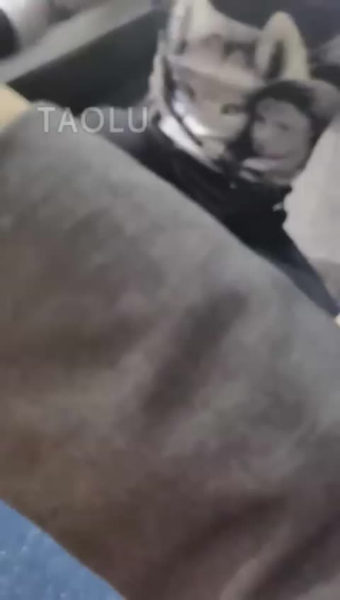 药神 黄金狗前来挑战-女神之家