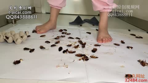 小雪裸足踩杜比亚蟑螂讲昆虫百科（语言非常丰富）-女神之家